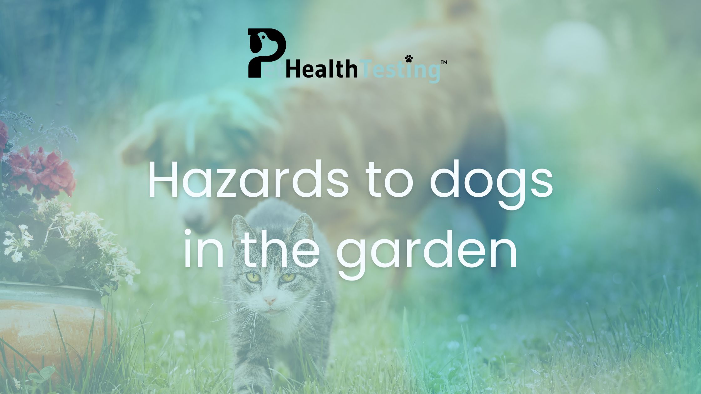 Visual Reference: Garden Hazards How Grass And Plants Affect Your Dog S